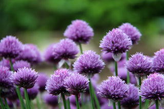 Allium schoenoprasum <br>CHIVES MIX COLORS