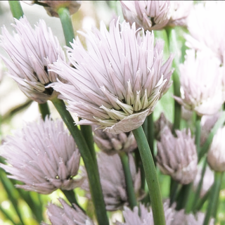 Allium schoenoprasum <br>WHITE-FLOWER CHIVES