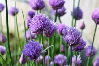 Allium schoenoprasum <br>CHIVES MIX COLORS