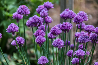 Allium schoenoprasum <br>PURPLE-FLOWER CHIVES