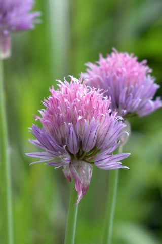 Allium schoenoprasum <br>CHIVES MIX COLORS