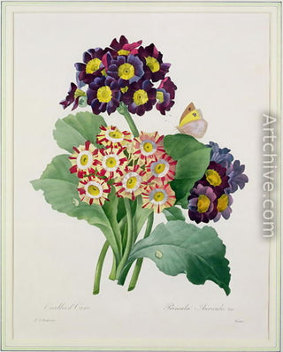 Primula pubescens <br>PRIMROSE