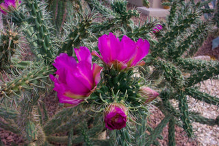 Opuntia imbricata <br>CHOLLA CACTUS