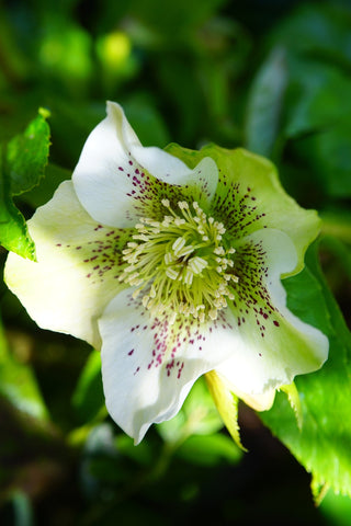 Helleborus orientalis <br>SPOTTED CHRISTMAS ROSE