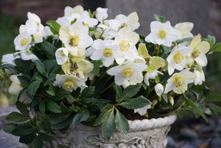 Helleborus <br>MIX CHRISTMAS ROSE