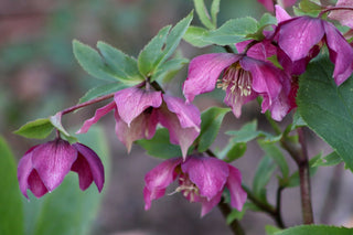 Helleborus <br>MIX CHRISTMAS ROSE