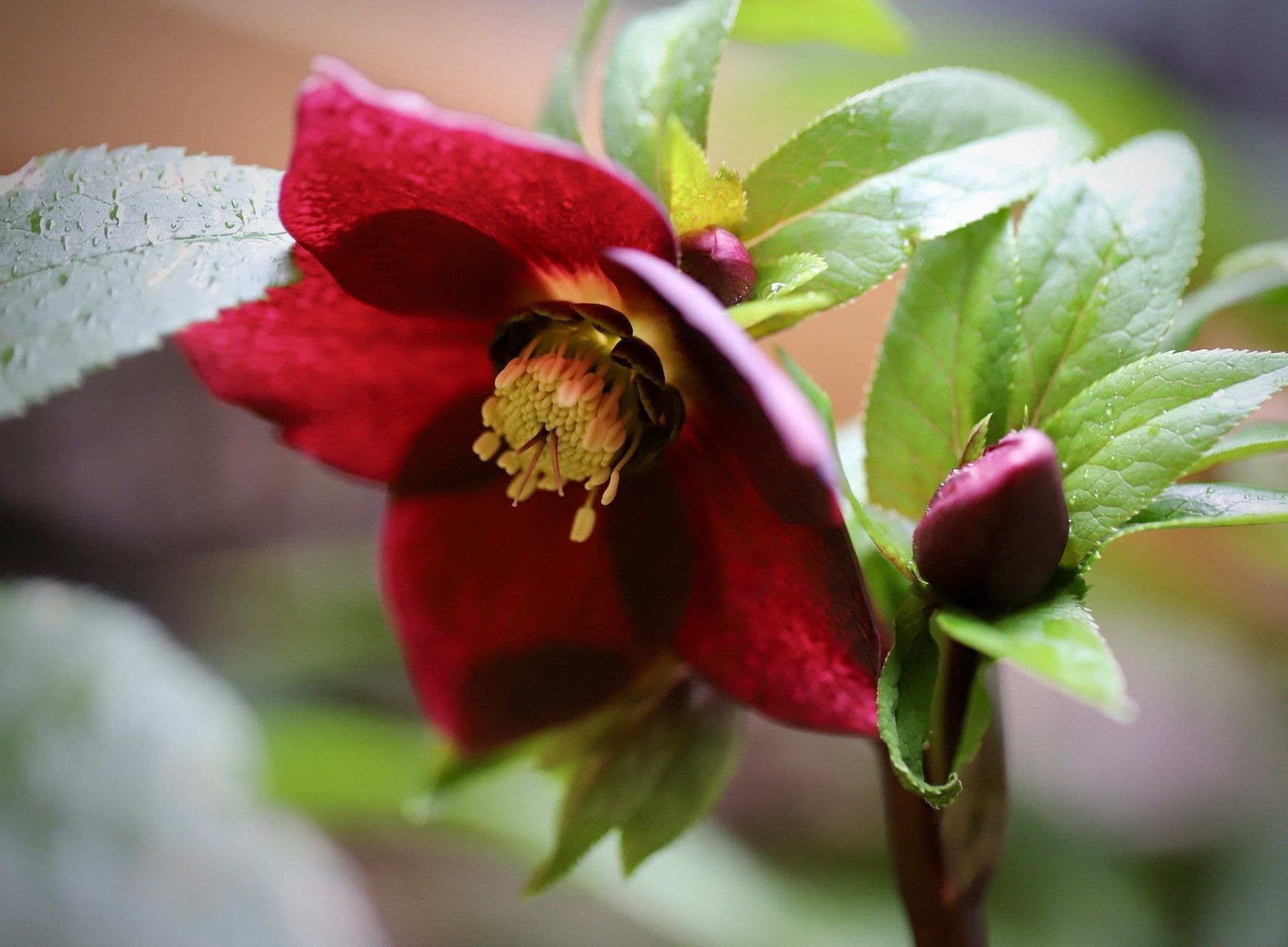 christmas rose seeds Heleborus orientalis RED CHRISTMAS ROSE – Ferri Seeds