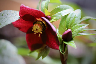 Helleborus <br>MIX CHRISTMAS ROSE