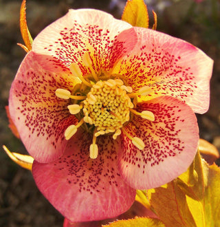 Helleborus orientalis <br>CHRISTMAS ROSE SPOTTED MIX