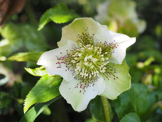 Helleborus orientalis <br>CHRISTMAS ROSE SPOTTED MIX