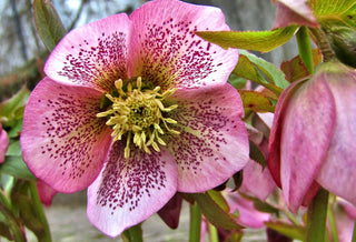 Helleborus orientalis <br>CHRISTMAS ROSE SPOTTED MIX