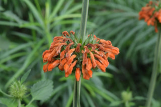 Leonotis nepetifolia <br>LION'S EAR