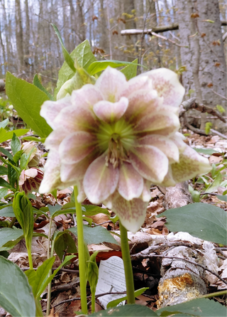 Helleborus orientalis <br>CHRISTMAS ROSE WHITE SPOTTED <br>Many double flowers!
