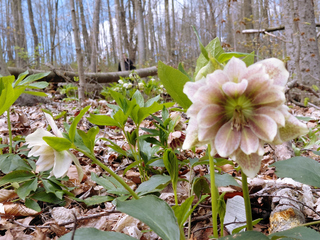 Helleborus orientalis <br>CHRISTMAS ROSE WHITE SPOTTED <br>Many double flowers!
