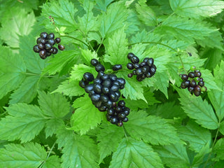 Actaea spicata <br>BANEBERRY, HERB CHRISTOPHER