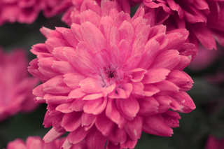 Cosmos bipinnatus <br>DOUBLE MIX COSMOS