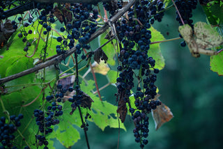 Vitis riparia <br>WILD GRAPE <br>Grown Naturally