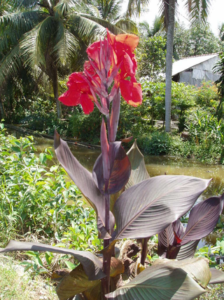 Canna indica <br>CANNA RED WITH BRONZE LEAVES