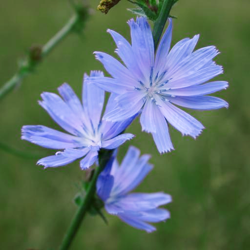 Cichorium intybus WILD CHICORY – Ferri Seeds