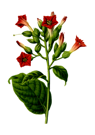 Nicotiana <br>RED FLOWERING TOBACCO