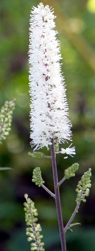 Actaea racemosa, Cimicifuga racemosa <br>BLACK COHOSH, SNAKEROOT, BUGBANE