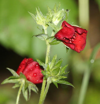 Potentilla thurberi <br>CINQUEFOIL