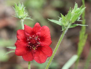 Potentilla thurberi <br>CINQUEFOIL