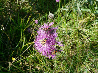 Cirsium acaule <br>PLUMED THISTLE