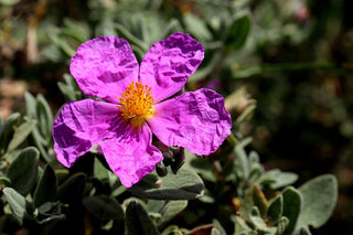 Cistus incanus tauricus <br>TAURIC ROCK ROSE, HOARY ROCK ROSE