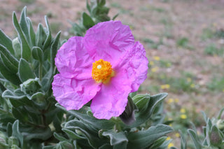 Cistus incanus tauricus <br>TAURIC ROCK ROSE, HOARY ROCK ROSE