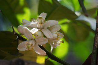 Citrus × pyriformis <br>LEMON PONDEROSA, Skierniewice Lemon