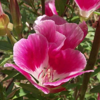 Clarkia amoena <br>FAREWELL TO SPRING, GODETIA