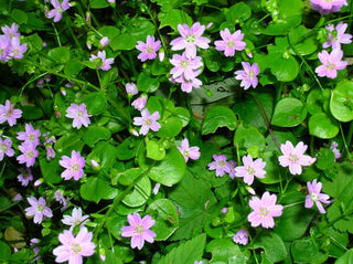 Claytonia sibirica <br>SIBERIAN MINER'S LETTUCE