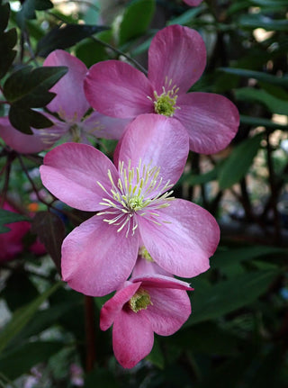 Clematis montana <br>PINK PERFUME CLEMATIS