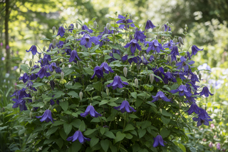Clematis integrifolia with nodding large blue flowers on upright stems about 18" tall and bushy plants with lots of flowers