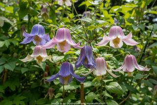 Clematis integrifolia <br>MIX COLOURS NODDING CLEMATIS, SHRUB/BUSH