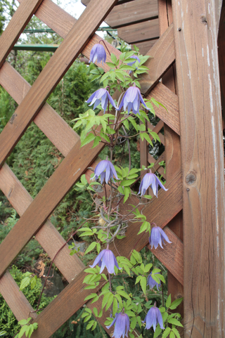 Clematis macropetala <br>LARGE FLOWER CLEMATIS