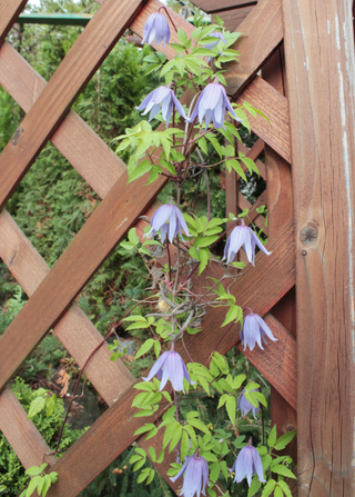 Clematis alpina <br>BLUE ALPINE CLEMATIS