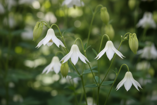 clematis columbine
