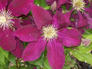 Clematis <br>MAGENTA SILK CLEMATIS