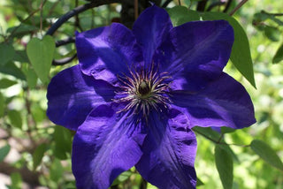 Clematis <br>SAPPHIRE SILK CLEMATIS