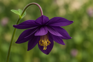 aquilegia clematis flowered