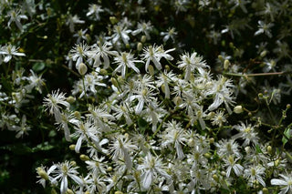 Clematis terniflora <br>SWEET AUTUMN CLEMATIS