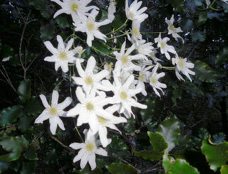 Clematis paniculata <br>CLEMATIS
