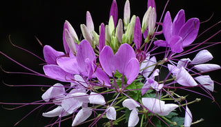 Cleome spinosa <br>SPIDER FLOWER LILAC QUEEN