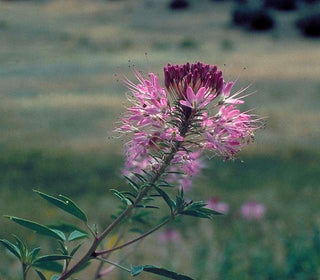 Cleome serrulata <br>ROCKY MOUNTAIN BEE PLANT, SPIDER FLOWER