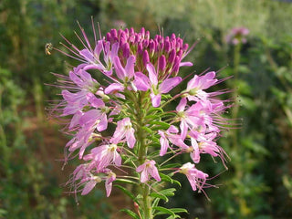 Cleome serrulata <br>ROCKY MOUNTAIN BEE PLANT, SPIDER FLOWER