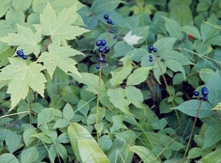 Clintonia borealis <br>BLUEBIRD