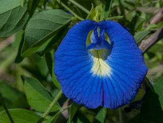 Clitoria ternatea <br>BLUE BUTTERFLY PEA, PIGEONWINGS