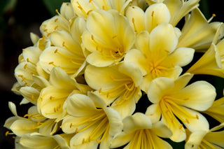 SPECIAL OFFER! <br>Clivia miniata <br>SPROUTED CLIVIA MIX, NATAL LILY, KAFIR LILY